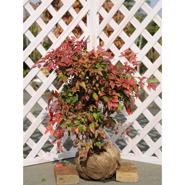 オタフクナンテン 0 5m露地 1本 1年間枯れ保証 低木 1035 トオヤマグリーン 通販 Yahoo ショッピング