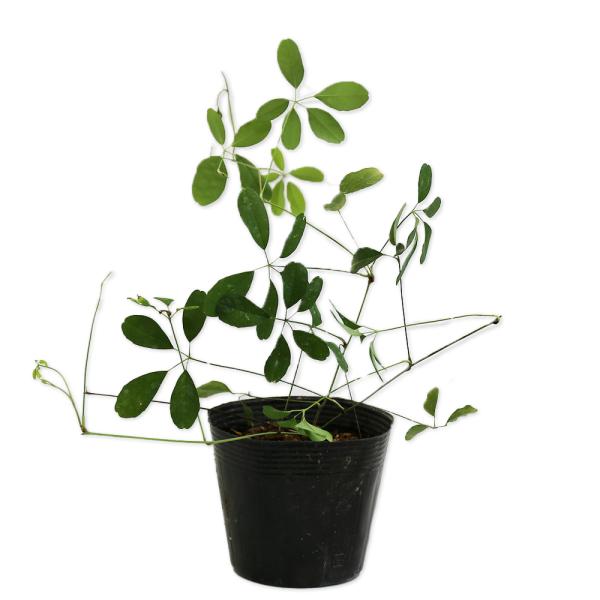 【アケビ】（木通、通草） 読み：あけび 学名：Akebia quinata アケビ科アケビ属 落葉つる性低木 別名：キノメ、アケミ、アクビ  【商品情報】 アケビはつる性の落葉低木です。茎の巻き付きで成長します。秋に大きめの実がなります。紫...