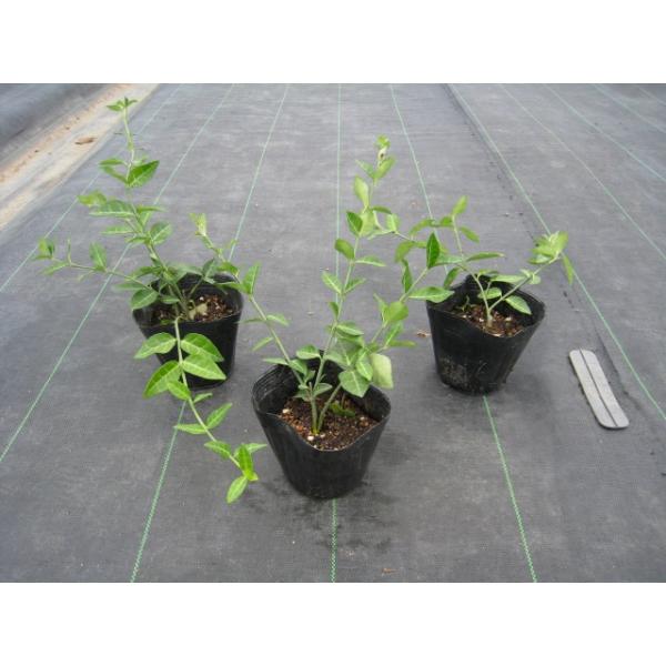 アメリカツルマサキ コロラータス 10 5cmポット 1本 1年間枯れ保証 つる性 トオヤマグリーン 通販 Yahoo ショッピング