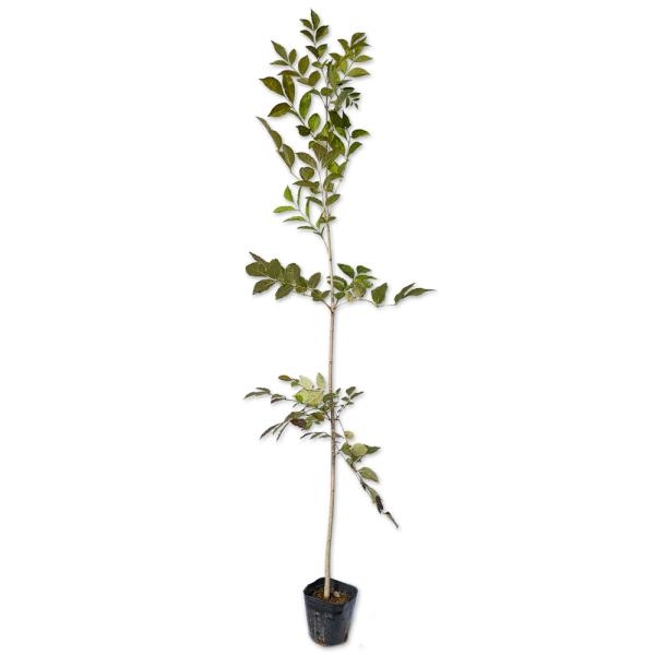 【ヤマトアオダモ】（大和青?） 読み：やまとあおだも 学名：Fraxinus longicuspis モクセイ科トネリコ属 落葉高木 別名：オオトネリコ  【商品情報】 アオダモは落葉高木です。北海道から九州まで自生しています。木製バットの...