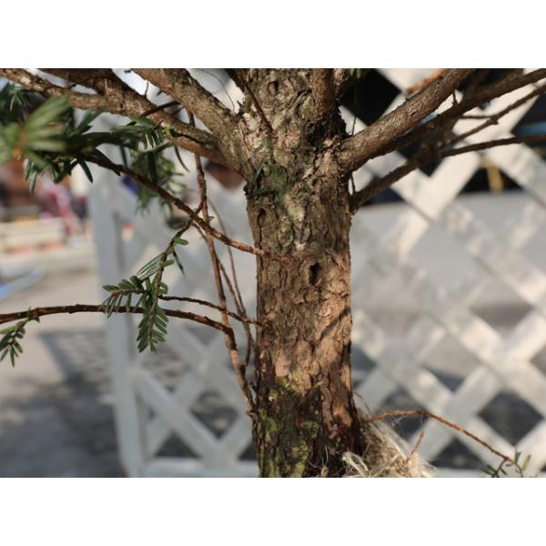 イチイ 0 2m10 5cmポット 10本セット 送料無料 1年間枯れ保証 生垣樹木 トオヤマグリーン 通販 Yahoo ショッピング