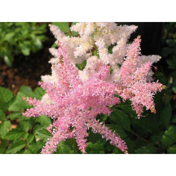 売れ筋 アスチルベ 10 5cmポット 12本セット 送料無料 1年間枯れ保証 下草 最適な価格 Www Technet 21 Org