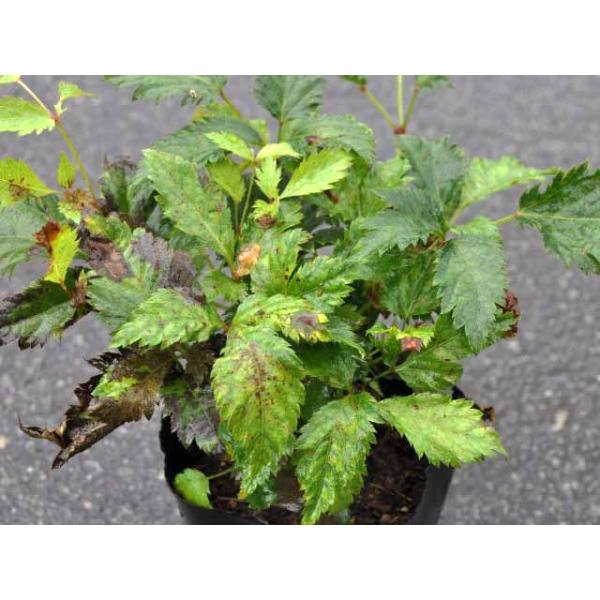 売れ筋 アスチルベ 10 5cmポット 12本セット 送料無料 1年間枯れ保証 下草 最適な価格 Www Technet 21 Org