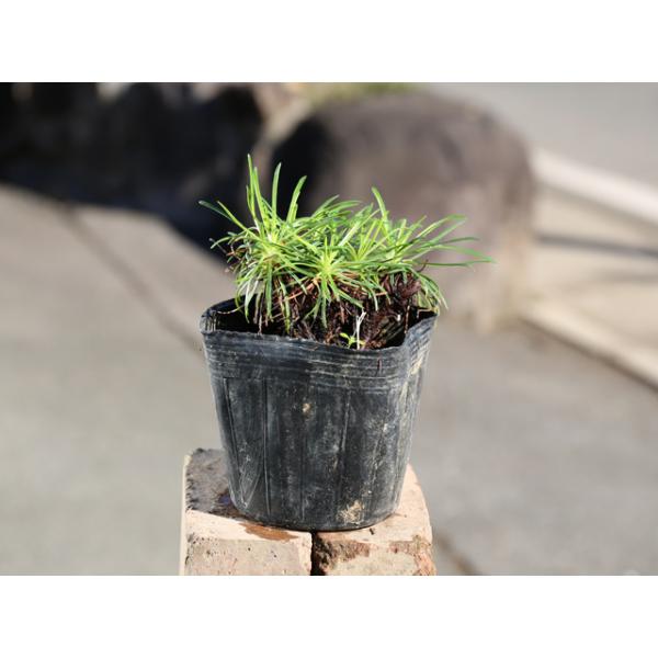 偉大な アルメリア 10 5cmポット 16本セット 送料無料 1年間枯れ保証 下草 予約販売品 Alestaging Vhlab Co Uk