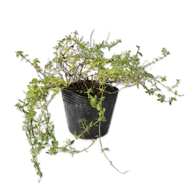 【イブキジャコウソウ】（伊吹麝香草） 読み：いぶきじゃこうそう 学名：Thymus serpyllum subsp. quinquecostatus シソ科イブキジャコウソウ属 常緑低木 別名：イワジャコウソウ、ナンマンジャコウソウ  【商...