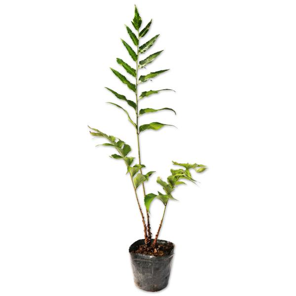 【オニヤブソテツ】(鬼藪蘇鉄) 読み：おにやぶそてつ 学名：Cyrtomium falcatum オシダ科ヤブソテツ属 常緑多年草 別名：オニシダ、キレハヤブソテツ  【商品説明】 オニヤブソテツは常緑多年草です。日本各地の温暖な場所に自生...