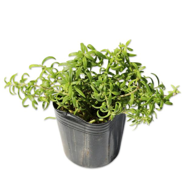 【オノマンネングサ】（雄の万年草） 読み：おのまんねんぐさ 学名：Sedum lineare ベンケイソウ科キリンソウ属 常緑コケ植物 別名：タカノツメ  【商品情報】 セダムは常緑性の多肉植物です。アジア、ヨーロッパ、北米など世界中に自生...