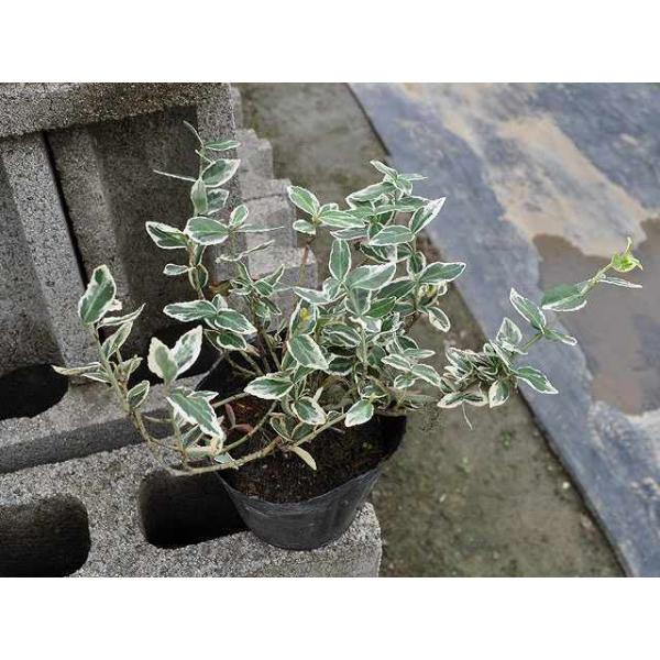 アメリカツルマサキ エメラルドガイティ 10 5cmポット 1本 1年間枯れ保証 つる性 トオヤマグリーン 通販 Yahoo ショッピング