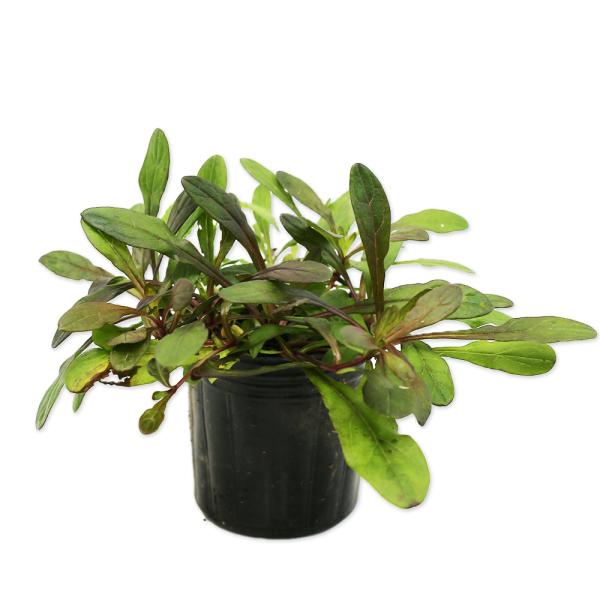 アジュガ 苗の人気商品 通販 価格比較 価格 Com