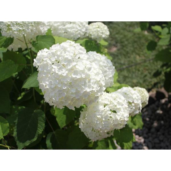 10 5cmポット 苗木 植木 1年間枯れ保証 トオヤマグリーン 8本セット アナベル 8本セット 10 5cmポット アジサイ 送料無料 春に花が咲く木