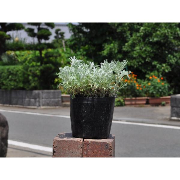 アサギリソウ 9 0cmポット 本セット 送料無料 1年間枯れ保証 下草 トオヤマグリーン 通販 Yahoo ショッピング