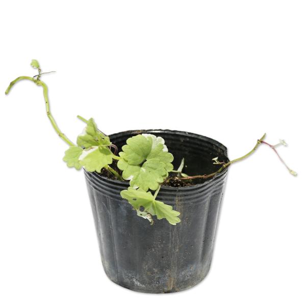 【カキドオシ/斑入り】（垣通し） 読み：かきどおし/ふいり 学名：Glechoma hederacea シソ科カキドオシ属 常緑多年草 別名：カントリソウ、レンセンソウ、グレコマ、グランドアイビー  【商品説明】 カキドオシは常緑多年草です...