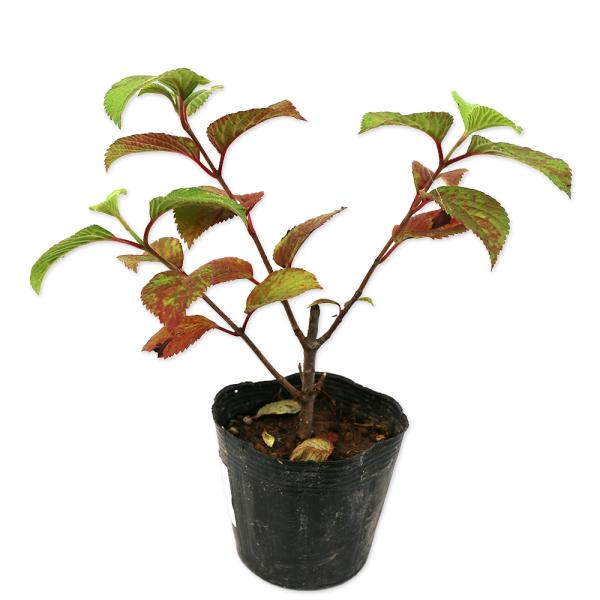 【オオデマリ】（大手毬） 読み：おおでまり 学名：Viburnum plicatum var. plicatum f. plicatum スイカズラ科ガマズミ属 落葉低木 別名：テマリバナ  【名前の由来】 球形に咲く花をマリに見立てて。 ...