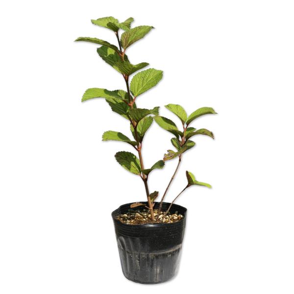 植木 盆栽 オオデマリの人気商品 通販 価格比較 価格 Com