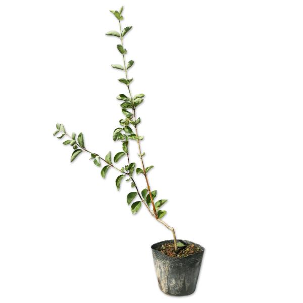 【ウグイスカグラ】（鶯神楽） 読み：うぐいすかぐら 学名：Lonicera gracilipes　var. glabra スイカズラ科スイカズラ属 落葉低木 別名：ウグイスノキ  【名前の由来】 鶯が鳴くころに花をつけることから。諸説あり。...