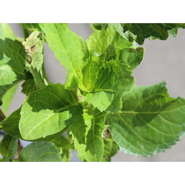 Sale 送料無料 アジサイ アナベル 15cmポット 8本セット 送料無料 1年間枯れ保証 春に花が咲く木 格安即決 Greenzonwheelz Com