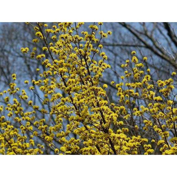 独特な サンシュユ 2 3m露地 1本 1年間枯れ保証 植木 庭木 Labelians Fr