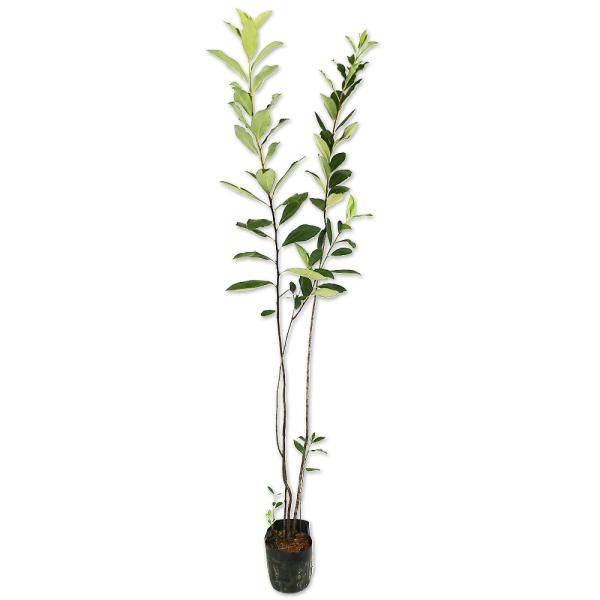 【アロニア】() 読み：あろにあ 学名：Aronia arbutifolia バラ科アロニア属 落葉低木 別名：チョークベリー、チョコベリー  【名前の由来】   【商品情報】アロニアは2mになる落葉低木です。北米が原産です。花は5弁の小花...