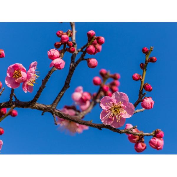 ウメ 果樹 紅梅 花梅 ピンク花 1 5m露地 1本 1年間枯れ保証 春に花が咲く木 トオヤマグリーン