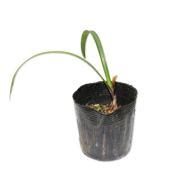 アガパンサス アムステルダム 10 5cmポット 1本 1年間枯れ保証 下草 トオヤマグリーン 通販 Yahoo ショッピング