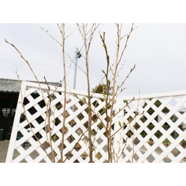 格安大好評 のエゴノキ 1年間枯れ保証 ピンクチャイム株立ち 2 0m露地 2本セット 苗木 植木 1年間枯れ保証 シンボルツリー落葉 2本セット 大型商品 個別送料5600円 トオヤマグリーン上質で快適の