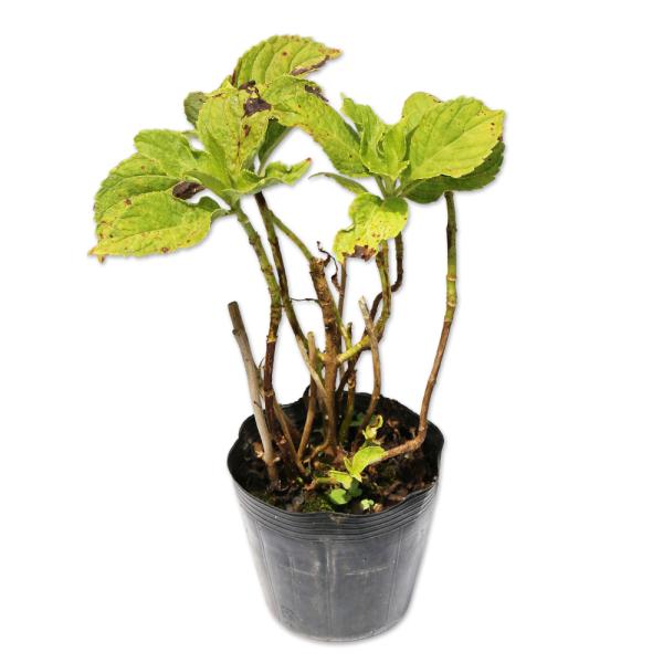 ピンク 花 木 植木 盆栽の人気商品 通販 価格比較 価格 Com
