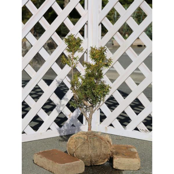 キャラボク 0 4m露地 2本セット 送料無料 1年間枯れ保証 生垣樹木 049 トオヤマグリーン 通販 Yahoo ショッピング