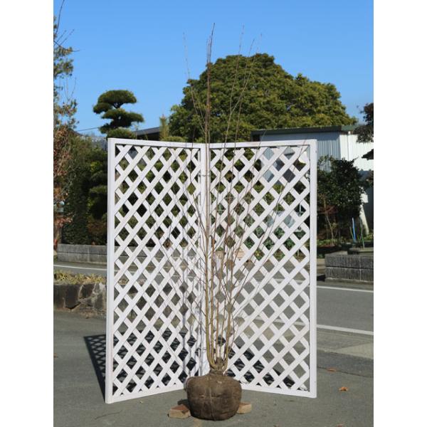 カツラ株立ち 2 5m露地 2 5m露地 1年間枯れ保証 2本セット 送料無料 1年間枯れ保証 シンボルツリー落葉 落葉樹 トオヤマグリーン