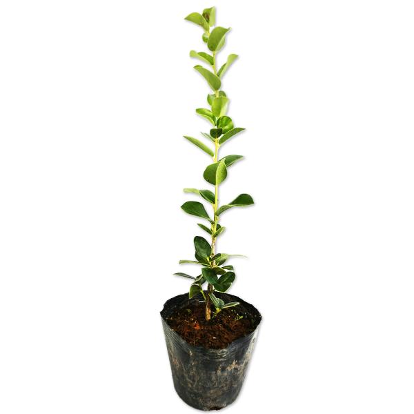 クリスマス 植木の人気商品 通販 価格比較 価格 Com