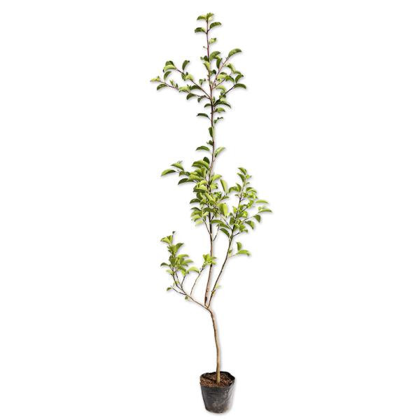 クロガネモチ 盆栽 植木の人気商品 通販 価格比較 価格 Com