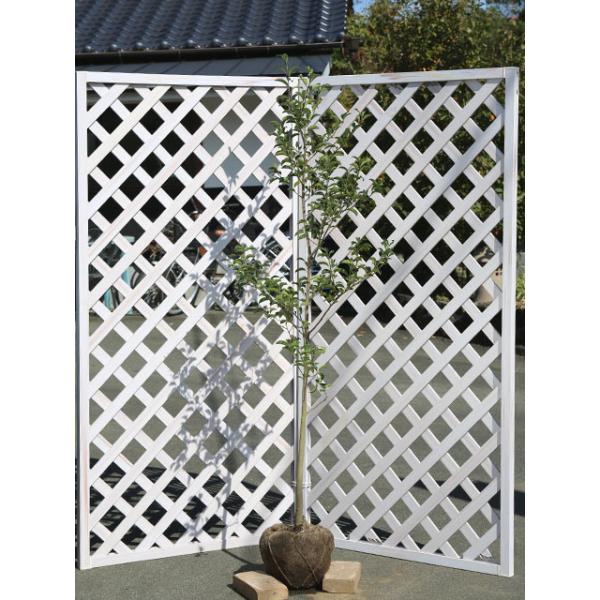 クロガネモチ 盆栽 植木の人気商品 通販 価格比較 価格 Com