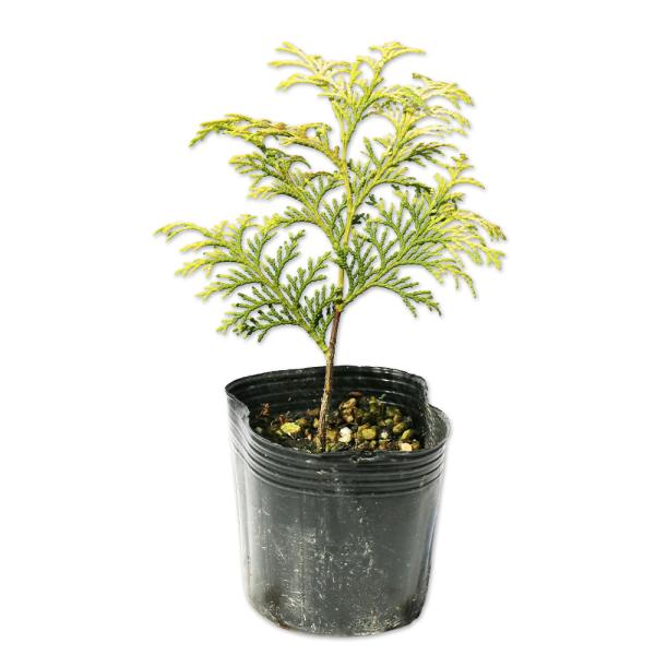 クリプシー 0 1m9 0cmポット 1本 1年間枯れ保証 コニファー 21 トオヤマグリーン 通販 Yahoo ショッピング