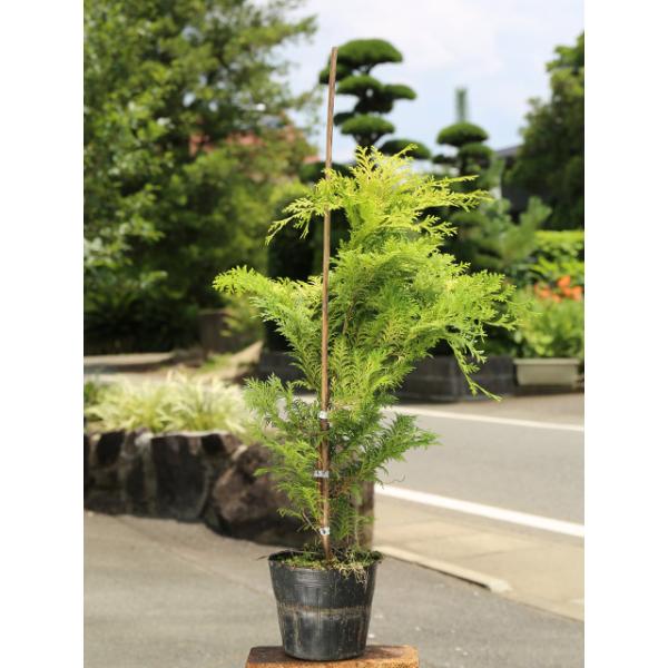コニファー 盆栽 植木の人気商品 通販 価格比較 価格 Com
