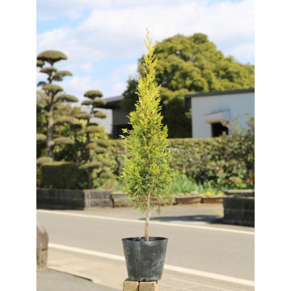 ゴールドライダー 盆栽 植木の人気商品 通販 価格比較 価格 Com