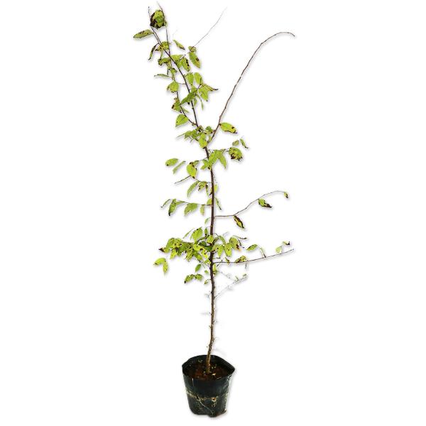 【ケヤキ】 読み：けやき 学名：Zelkova serrata ニレ科ケヤキ属 落葉高木  【商品情報】 ケヤキは落葉樹の中で樹齢が長く巨木になることで知られます。幹は直立し、ホウキのような樹形になります。とても萌芽力が強いです。葉は4月〜...