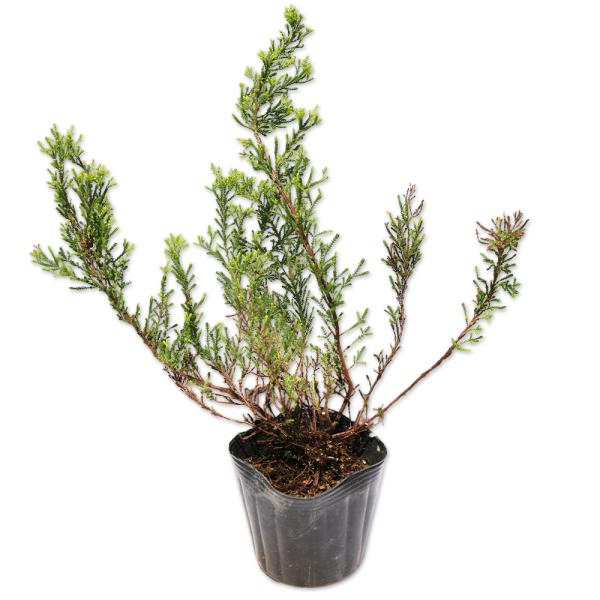 超歓迎 カルーナ ゴールドヘイズ 0 1m10 5cmポット 10本セット 送料無料 1年間枯れ保証 低木 数量限定 特売 Www Simon Page Com