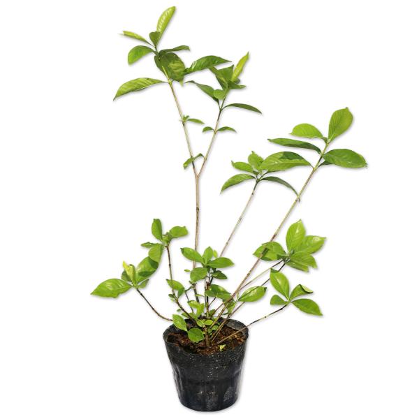 【クチナシ】（ガーデニア） 読み：くちなし 学名：Gardenia jasminoides アカネ科クチナシ属 常緑低木  【商品情報】 クチナシは香りが良い花が有名です。梅雨の時期に白く綺麗な約5ｃｍ前後の花が咲きます。多くの品種があり人...