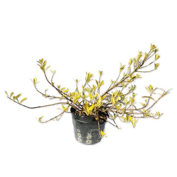 【ヒメクチナシ】（コクチナシ） 読み：ひめくちなし 学名：Gardenia jasminoides var. radicans アカネ科クチナシ属 常緑低木  【商品情報】 ヒメクチナシはクチナシに比べて花が小さい品種です。香りが良い花が有...