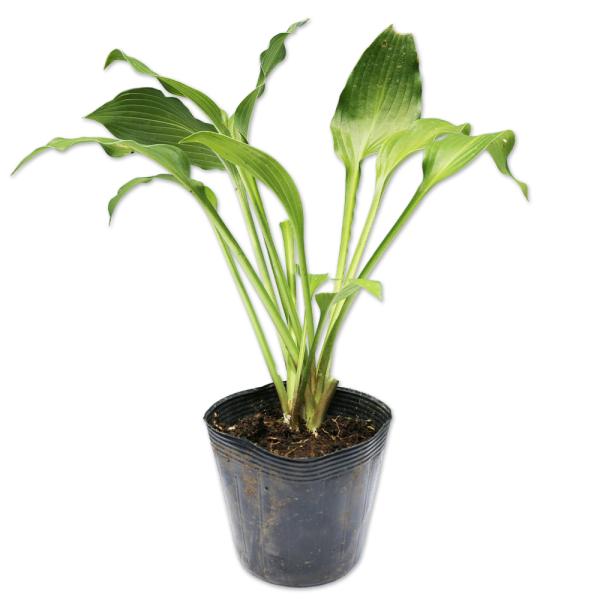 【ギボウシ】 読み：ぎぼうし 学名：Hosta montana キジカクシ科ギボウシ属 多年草  【商品情報】 ギボウシは山間に自生している、花が美しい品種です。変種が出来やすく数多くの品種があります。日本だけではなく海外でも人気がある品種...