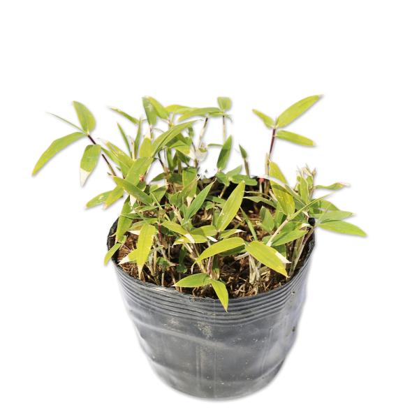 【コグマザサ】（小熊笹） 読み：こぐまざさ 学名：Sasa glabra 'Minor' イネ科ササ属 常緑高木  【商品情報】 ササは日本を代表する下草です。いくつもの品種があり背が高低や葉の大小、斑入り品種など様々です。日本の気候に良く...