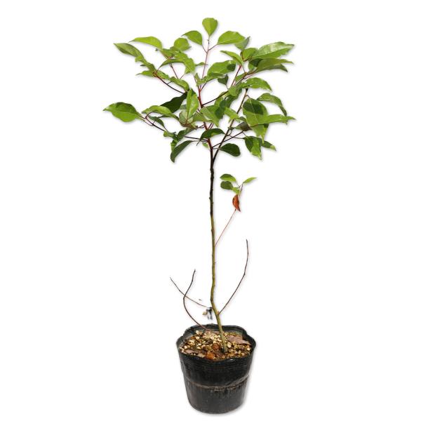 ブランドのギフト クスノキ 0 5m15cmポット 12本セット 送料無料 保付 植木 庭木 Hlt No