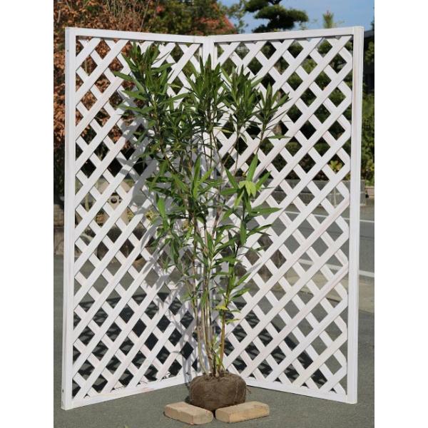 夏 花 木の人気商品 通販 価格比較 価格 Com