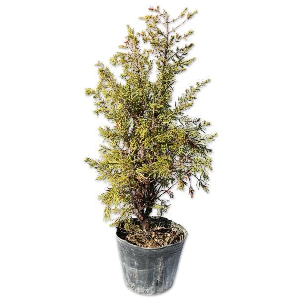 ゴールドコーン 0 2m9 0cmポット 1本 1年間枯れ保証 コニファー 6501 トオヤマグリーン 通販 Yahoo ショッピング