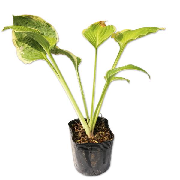 【ギボウシ/外斑入り】（） 読み：ぎぼうし/そとふいり 学名：Hosta'　' キジカクシ科ギボウシ属 多年草 別名：  【商品情報】 ギボウシは山間に自生している、花が美しい品種です。変種が出来やすく数多くの品種があります。日本だけではな...