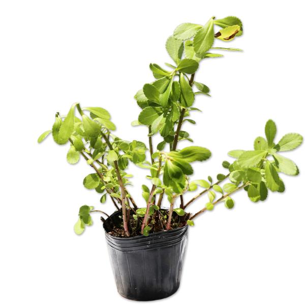 【キリンソウ】（麒麟草） 読み：きりんそう 学名：Phedimus aizoon var. floribundus ベンケイソウ科キリンソウ属 落葉多年草 別名：キジンソウ、キジグサ  【商品情報】 キリンソウは落葉多年草です。葉は長楕円形...