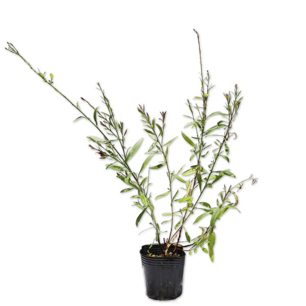 【ガウラ】（白蝶草） 読み：がうら 学名:Gaura lindheimeri アカバナ科ガウラ属 宿根草 別名：ハクチョウソウ、ヤマモモソウ  【商品説明】 ガウラは多年草です。春から秋の長期間花が咲き続けます。花の大きさは2cm程度で長く...