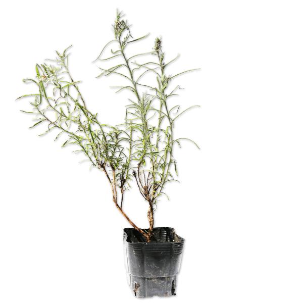 【カレープラント】（） 読み：かれーぷらんと 学名：Helichrysum italicum キク科ムギワラギク属 多年草 別名：カレープランツ、ハーブオブグレース  【商品情報】 カレープラントは多年草です。葉や茎からカレーの香りがします...