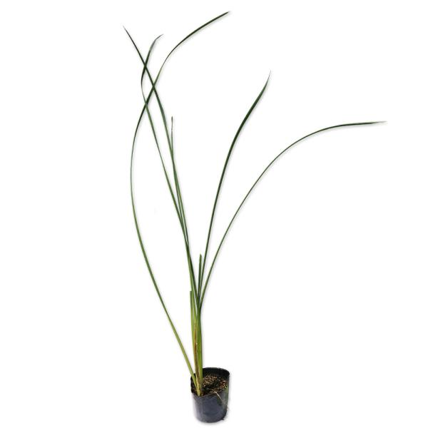 【ヒメガマ】（姫蒲） 読み：ひめがま 学名:Typha domingensis ガマ科ガマ属 多年草  【商品説明】 ガマは池や沼に生える多年草です。水中の泥に地中茎を伸ばし成長します。ガマの穂と呼ばれる円柱型の穂をつけます。冬季は根茎のみ...