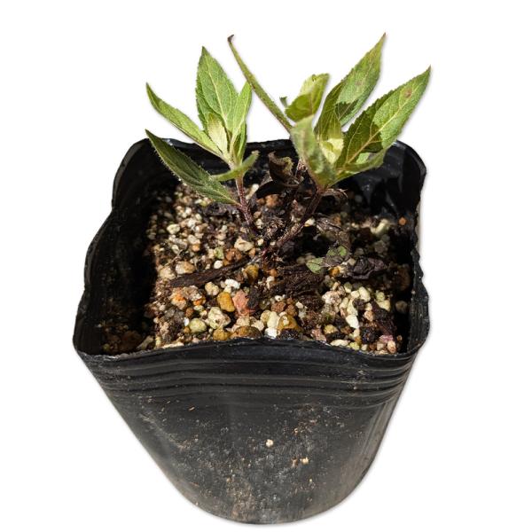 【クガイソウ】（九蓋草、九階草） 読み：くがいそう 学名：Veronicastrum japonicum オオバコ科クガイソウ属 多年草  【商品説明】 クガイソウは多年草です。日本各地の日当たりのよい草地に自生しています。夏に25cm程度...