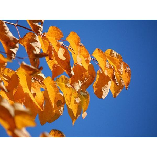 最高の カツラ レッドフォックス単木 1 0m露地 2本セット 送料無料 1年間枯れ保証 シンボルツリー落葉 送料込 Www Technet 21 Org